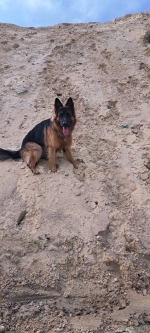 vom Trojangold, hodowla Owczarków Niemieckich Długowłosych