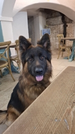 vom Trojangold, hodowla Owczarków Niemieckich Długowłosych