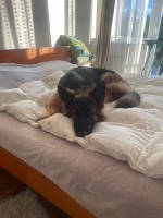 vom Trojangold, hodowla Owczarków Niemieckich Długowłosych