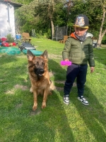 vom Trojangold, hodowla Owczarków Niemieckich Długowłosych