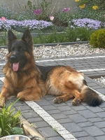 vom Trojangold, hodowla Owczarków Niemieckich Długowłosych