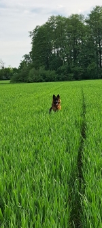 vom Trojangold, hodowla Owczarków Niemieckich Długowłosych