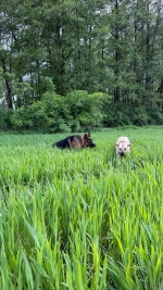 vom Trojangold, hodowla Owczarków Niemieckich Długowłosych