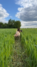 vom Trojangold, hodowla Owczarków Niemieckich Długowłosych