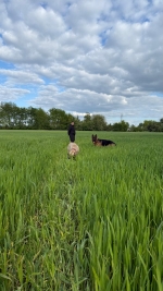 vom Trojangold, hodowla Owczarków Niemieckich Długowłosych