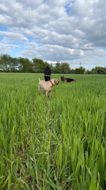 vom Trojangold, hodowla Owczarków Niemieckich Długowłosych