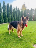 vom Trojangold, hodowla Owczarków Niemieckich Długowłosych