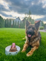 vom Trojangold, hodowla Owczarków Niemieckich Długowłosych