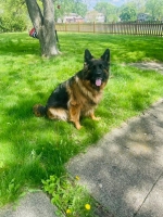 vom Trojangold, hodowla Owczarków Niemieckich Długowłosych