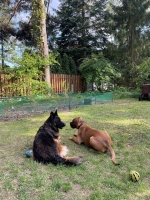 vom Trojangold, hodowla Owczarków Niemieckich Długowłosych