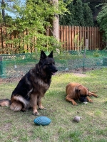 vom Trojangold, hodowla Owczarków Niemieckich Długowłosych