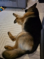 vom Trojangold, hodowla Owczarków Niemieckich Długowłosych