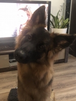 vom Trojangold, hodowla Owczarków Niemieckich Długowłosych