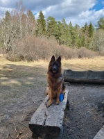 vom Trojangold, hodowla Owczarków Niemieckich Długowłosych