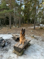 vom Trojangold, hodowla Owczarków Niemieckich Długowłosych