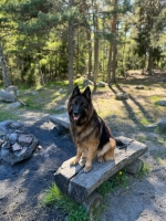 vom Trojangold, hodowla Owczarków Niemieckich Długowłosych