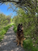 vom Trojangold, hodowla Owczarków Niemieckich Długowłosych