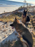 vom Trojangold, hodowla Owczarków Niemieckich Długowłosych