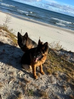 vom Trojangold, hodowla Owczarków Niemieckich Długowłosych