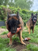 vom Trojangold, hodowla Owczarków Niemieckich Długowłosych
