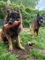 vom Trojangold, hodowla Owczarków Niemieckich Długowłosych