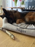 vom Trojangold, hodowla Owczarków Niemieckich Długowłosych