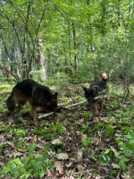 vom Trojangold, hodowla Owczarków Niemieckich Długowłosych