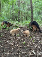 vom Trojangold, hodowla Owczarków Niemieckich Długowłosych