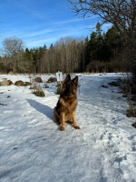 vom Trojangold, hodowla Owczarków Niemieckich Długowłosych