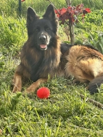 vom Trojangold, hodowla Owczarków Niemieckich Długowłosych