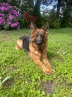 vom Trojangold, hodowla Owczarków Niemieckich Długowłosych