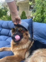 vom Trojangold, hodowla Owczarków Niemieckich Długowłosych