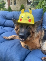 vom Trojangold, hodowla Owczarków Niemieckich Długowłosych