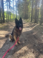 vom Trojangold, hodowla Owczarków Niemieckich Długowłosych