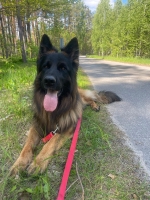 vom Trojangold, hodowla Owczarków Niemieckich Długowłosych