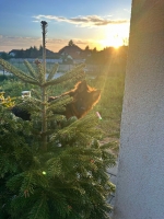 vom Trojangold, hodowla Owczarków Niemieckich Długowłosych