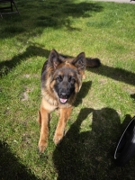 vom Trojangold, hodowla Owczarków Niemieckich Długowłosych