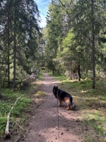 vom Trojangold, hodowla Owczarków Niemieckich Długowłosych