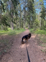 vom Trojangold, hodowla Owczarków Niemieckich Długowłosych