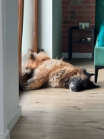 vom Trojangold, hodowla Owczarków Niemieckich Długowłosych