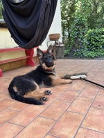 vom Trojangold, hodowla Owczarków Niemieckich Długowłosych