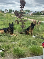 vom Trojangold, hodowla Owczarków Niemieckich Długowłosych