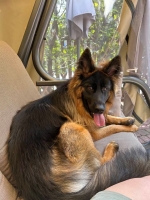 vom Trojangold, hodowla Owczarków Niemieckich Długowłosych