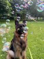 vom Trojangold, hodowla Owczarków Niemieckich Długowłosych