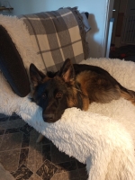 vom Trojangold, hodowla Owczarków Niemieckich Długowłosych