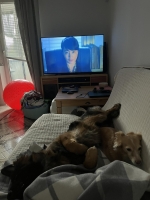 vom Trojangold, hodowla Owczarków Niemieckich Długowłosych