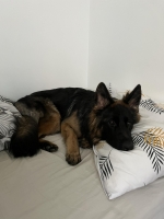 vom Trojangold, hodowla Owczarków Niemieckich Długowłosych