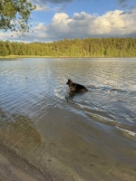 vom Trojangold, hodowla Owczarków Niemieckich Długowłosych