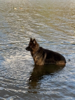 vom Trojangold, hodowla Owczarków Niemieckich Długowłosych