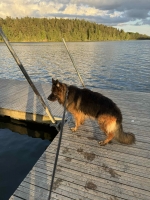 vom Trojangold, hodowla Owczarków Niemieckich Długowłosych